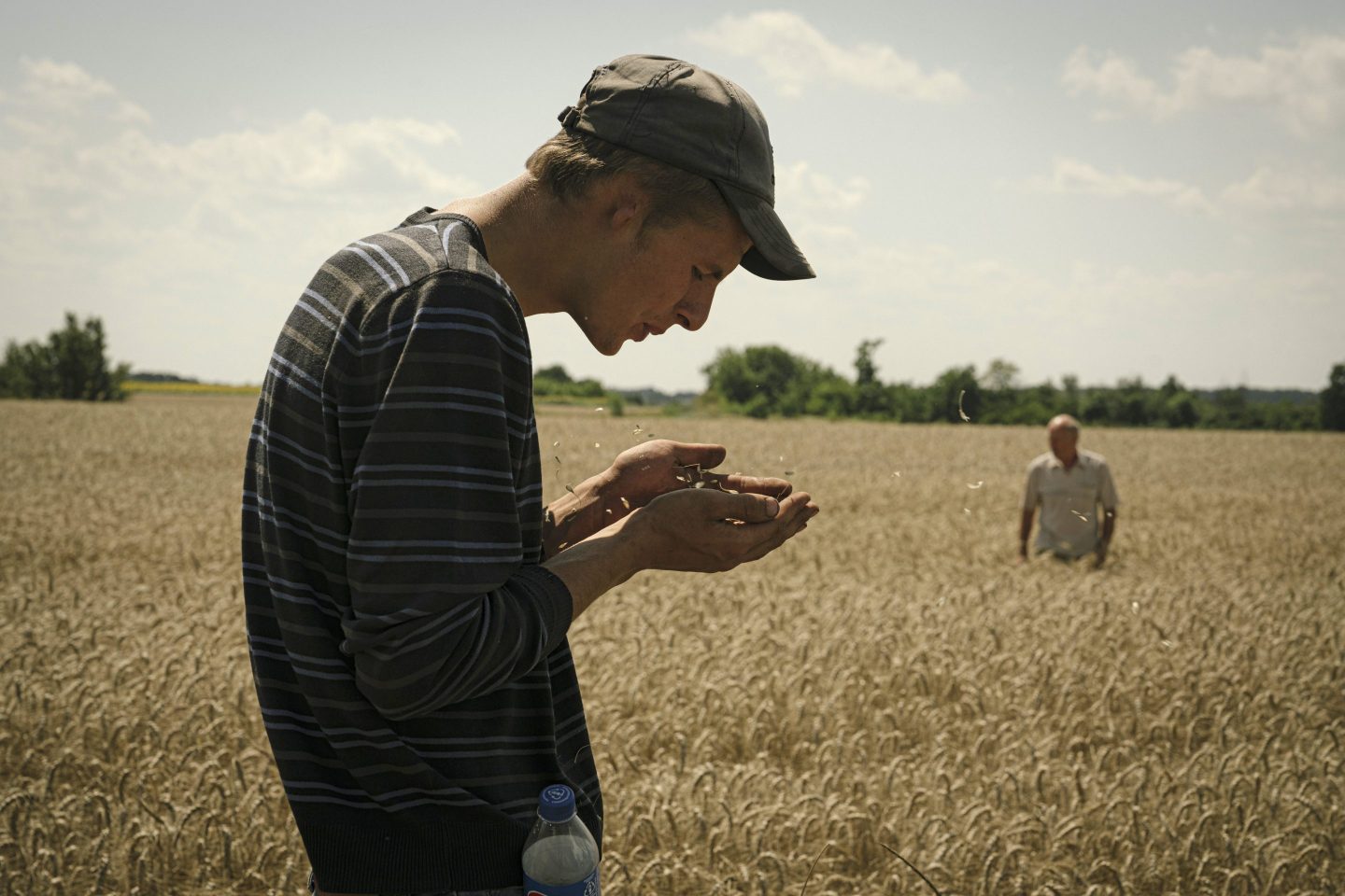A farm worker checks grain moisture content during the summer wheat harvest by the Ukrainian seed agricultural company Peremoga, meaning &#039;Victory&#039;, in the Fastiv district of Kyiv region, Ukraine, on Monday, July 24, 2023. Wheat fell more than 4% as traders shrugged off concerns about Ukraine&#039;s exports and escalating tensions in the Black Sea amid ample global supplies. Photographer: Andrew Kravchenko/Bloomberg via Getty Images