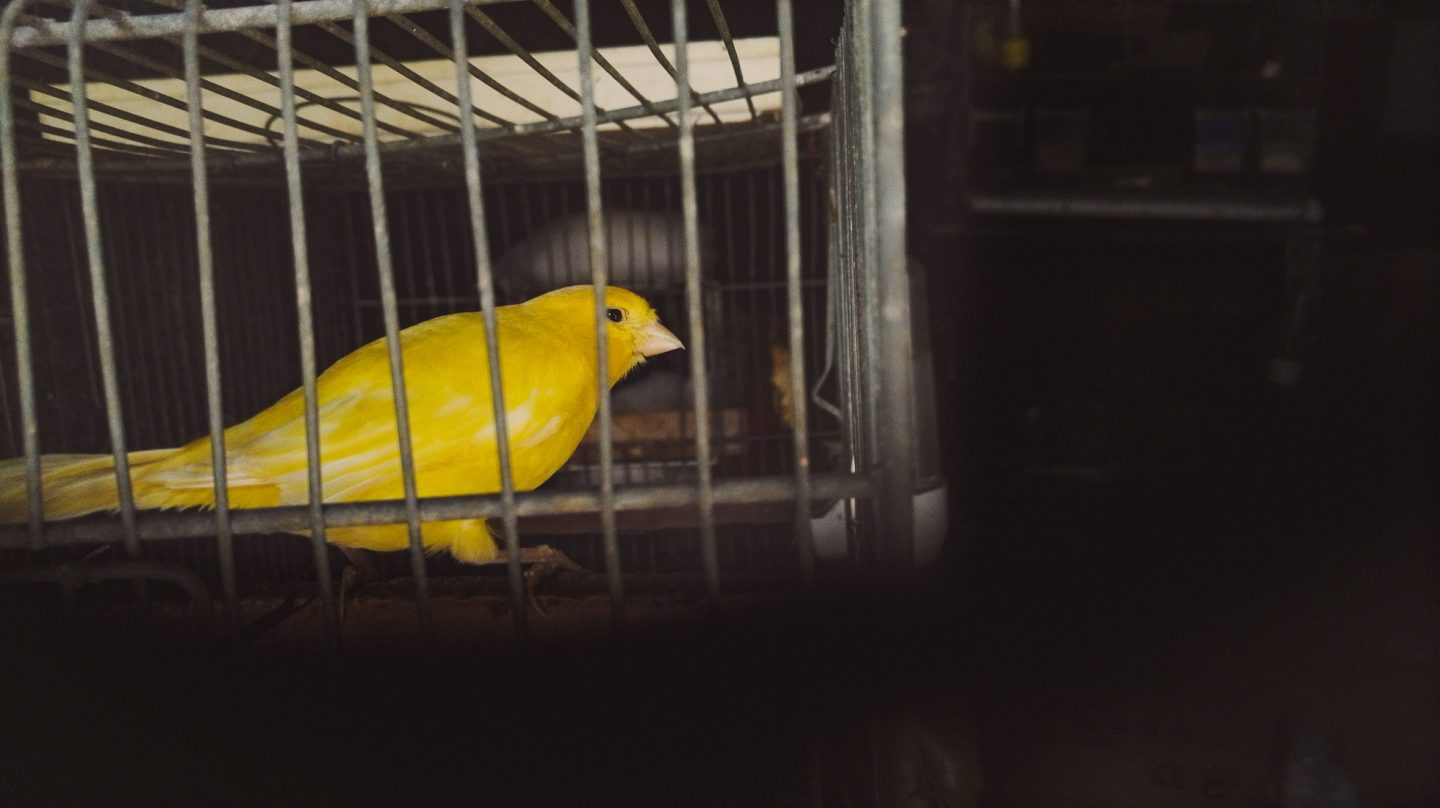 A yellow bird in a cage in a dark space